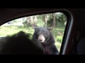 Karhu avaa oven