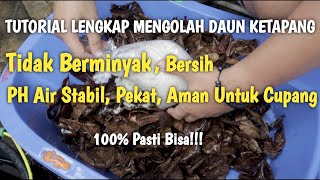 Download lagu Cara Mengolah Daun Ketapang Untuk Ikan Cupang mp3
