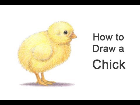 How to Draw a Baby Chick - YouTube