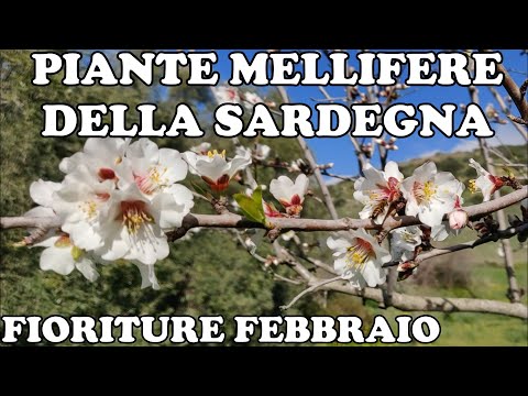 , title : 'Piante Mellifere della Marmilla, Sardegna - Fioriture Febbraio'