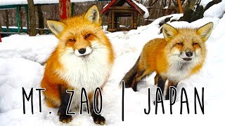 Surround yourself with adorable animals at the Fox Village | Zao, Japan