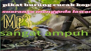 Download lagu PIKAT BURUNG CUCAK KOPI. MP3 SANGAT AMPUH. TERBARU 2024!! mp3 Download lagu PIKAT BURUNG CUCAK KOPI. MP3 SANGAT AMPUH. TERBARU 2024!! mp3