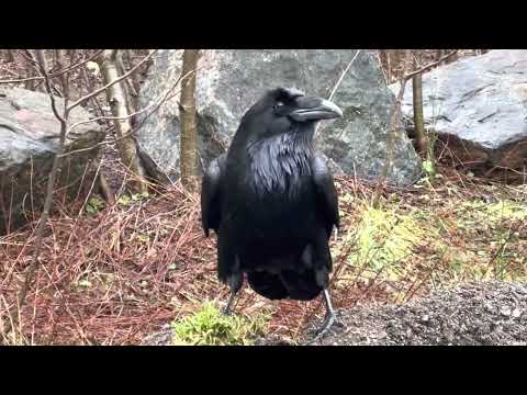 Raven: The Trickster