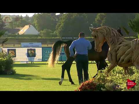 N.60 SULTAN GK - Chantilly 2018 AHO World Cup - 3 Years Old Colts (Class 8)