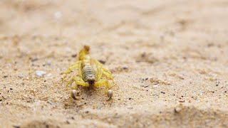 Which Scorpion Is The Most Venomous?