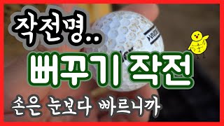 탁란, 닭을 속여서 칠면조알을 넣어보겠습니다.