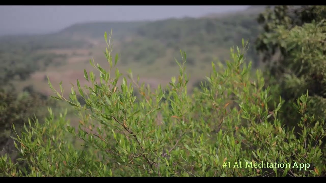 Exploring the Insight Timer 7-Day Meditation Challenge