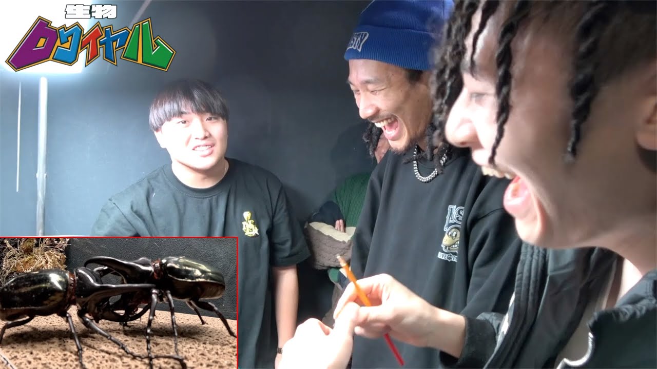 韻マンvsMYラップバトルじゃなくて昆虫バトルが面白すぎたwww