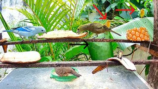 Casal de Canários da Terra Tentando se Alimentar, Sanhaços, Rolinhas, Sanhaço da Amazônia