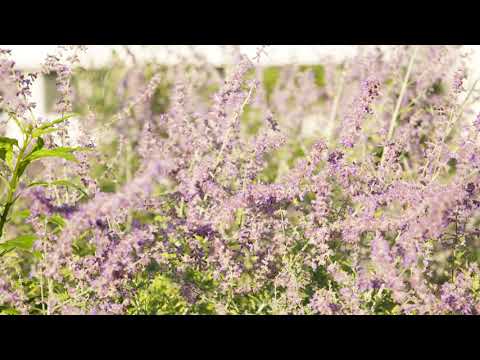 Perovskia atriplicifolia - Russian Sage - YouTube