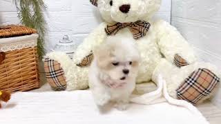 マルチーズの動画01