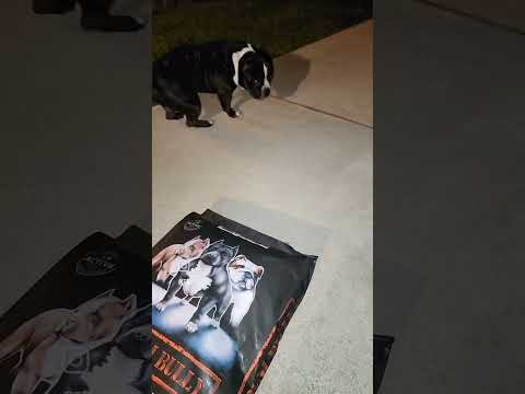 BULLY OWNERS THAT HAVE A RASH AND HAIR LOSS