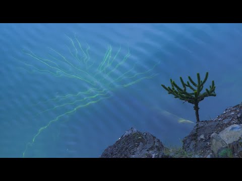 La Vida junto al Pewen