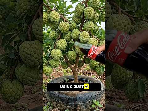 🌱Grow a Sugar Apple Tree at Home with This Amazing Propagation Hack! 🍈🌱📝
