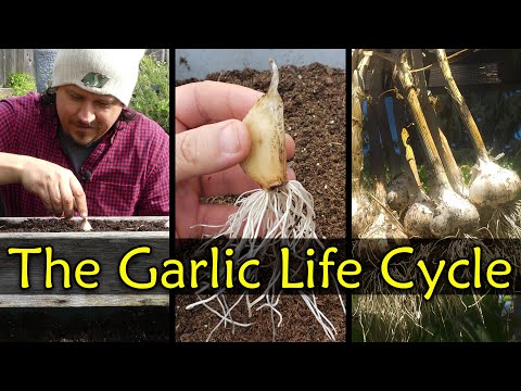 Garden Quickies Volume 1 Episodes 1 to 10