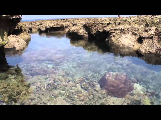 Japan Trip: Pools of Tropical Fish Colorful sea life Kumejima Okinawa39