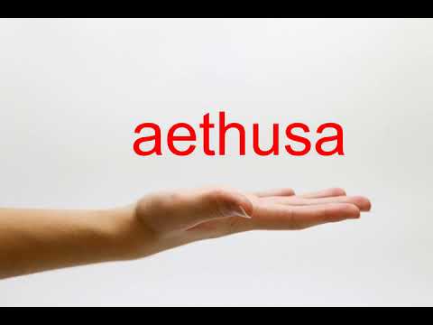 How to Pronounce aethusa - American English