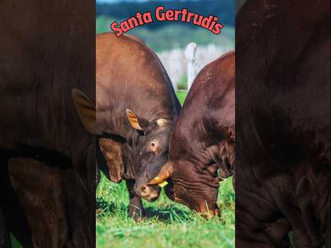 , title : 'Raza de ganado Santa Gertrudis #cow #SantaGertrudis  #cattlebreeds  #cattle'