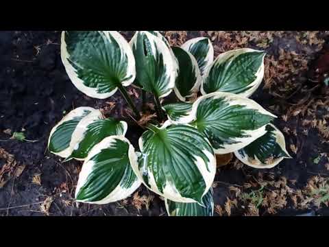 Хосты в саду. Старые и новые посадки с названиями. #хосты #теневые #растения #август2020