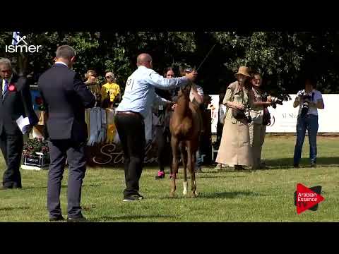 Strohen 2018 C-Show Class 1 - 2