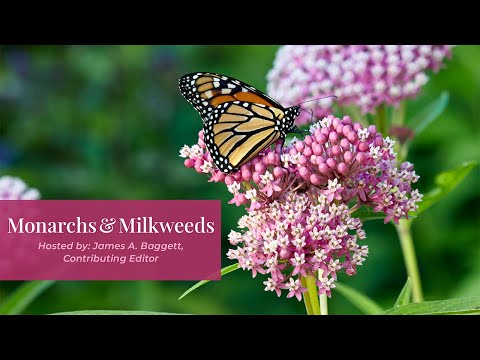 All About Monarch Butterflies & Milkweeds | Garden Gate Seminars #milkweed #monarchbutterfly