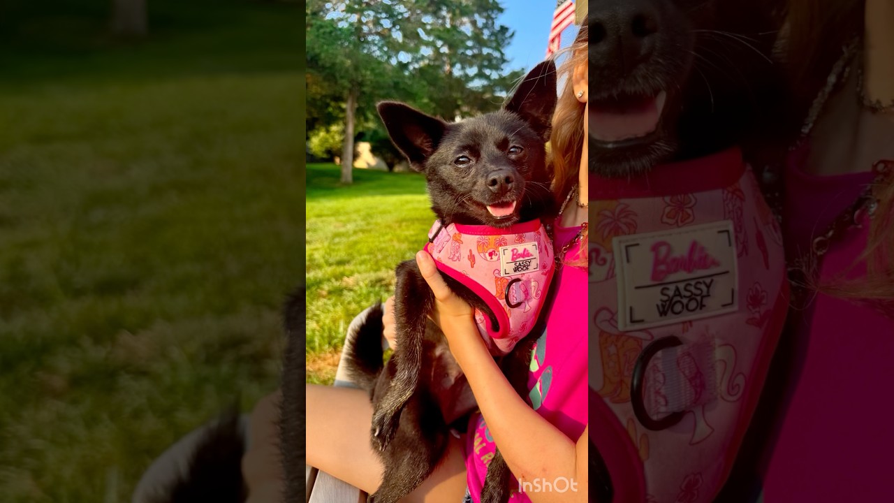 Enlarge Blackberry, a Adoptable mixed breed in Lovettsville, VA video 6/6