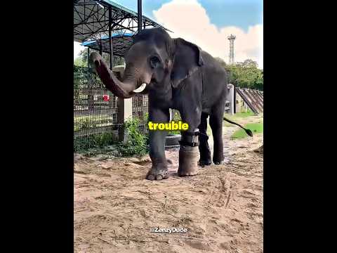 He Helped This Elephant Walk Again 🐘🥹 #shorts