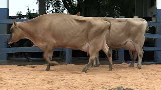 Vídeo 109 - 1ª ETAPA MEGA LIQUIDAÇÃO TOTAL AGROPECUÁRIA MARAJOARA - DIA 4 | GADO GIROLANDO E HOLANDÊS