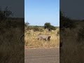 Leopard Injured By Porcupines Wildlife Bird Animal Viral Elephant Safari Leopard Porcupines