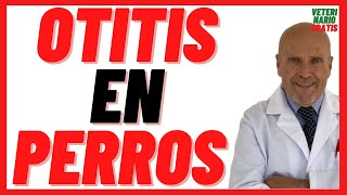 🟣  Otitis o Infección de Oído en Perros 🟣 Causas, Síntomas, Tratamiento (Como Curar) y Prevención