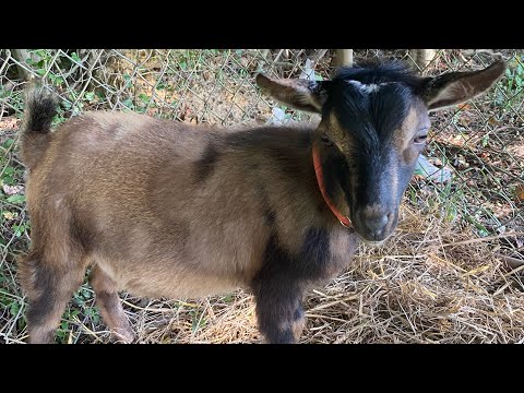 , title : 'Nigerian Dwarf goats- BUYER BEWARE'