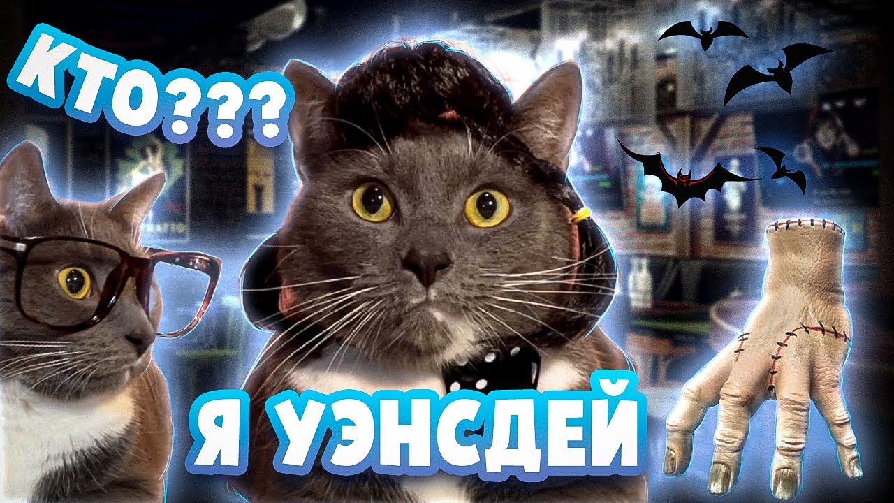 Если бы котики ходили в магазин. Котики в школе. Мультик если бы котики ходили в школу. Котийнет лотков. Лотков кот школа kotinet.