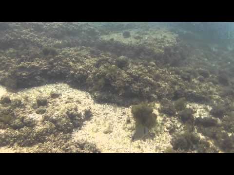 Snorkel Caños de Meca