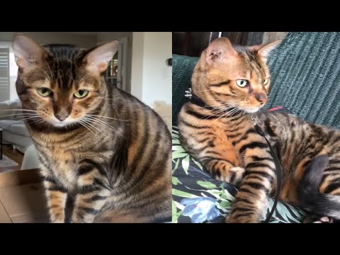 TOYGER CATS 2021
