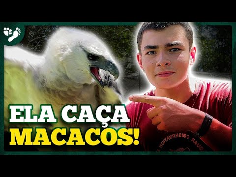 CONHEÇA A HARPIA, A AVE MAIS FORTE DO PLANETA!! | TIAGO JÁCOMO