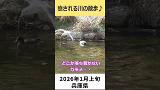 【癒し】川の散歩、たくさんの動物がいて癒されます！！202601 #duck #散歩 # #birds