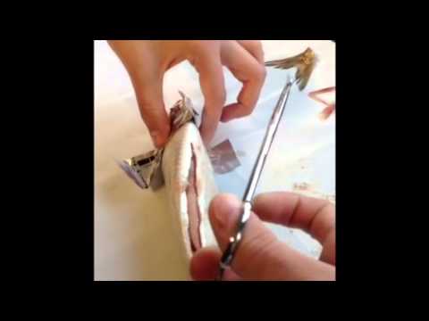 Ida, Marc, Sidsel og Sune