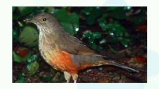 Nara Leão - Sabiá Laranjeira -  Andorinha Preta