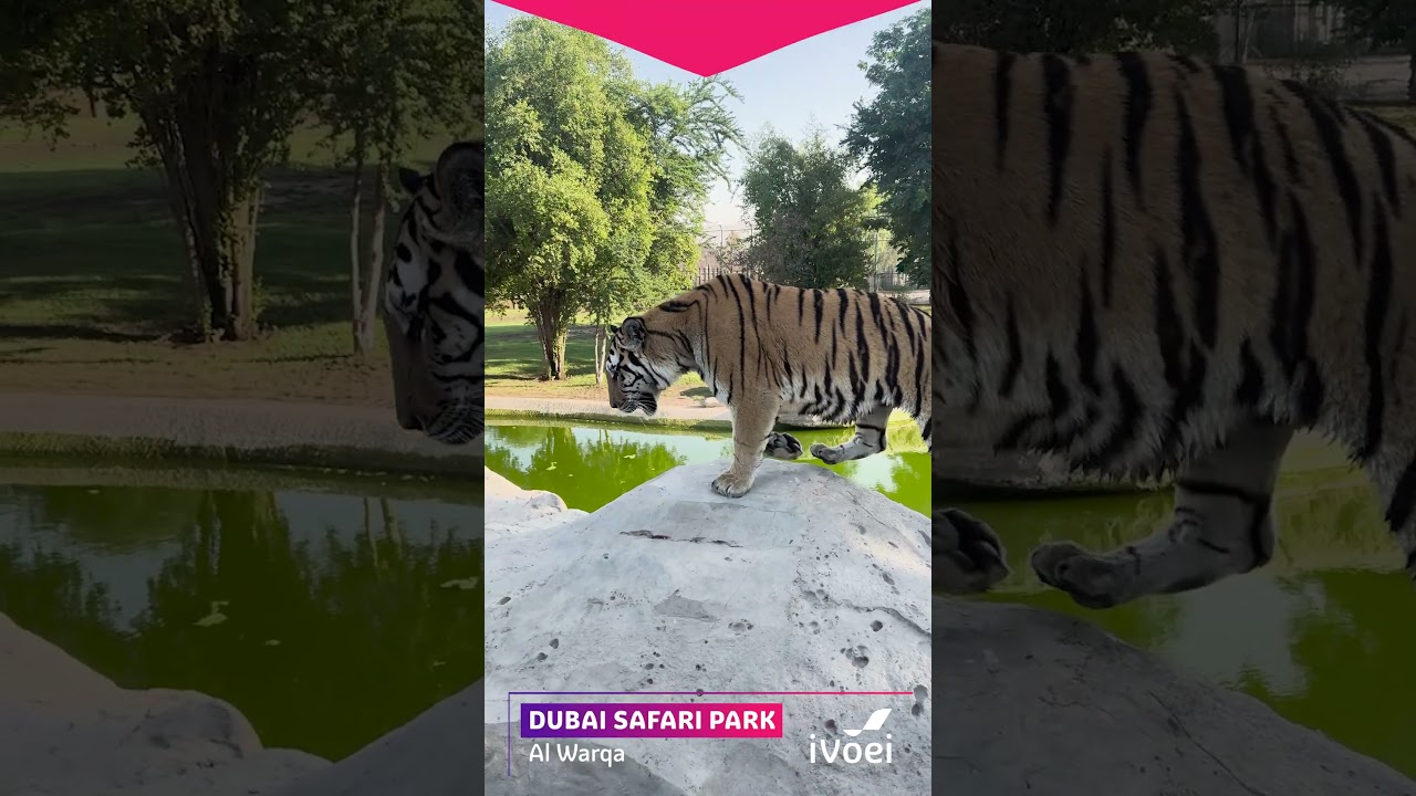 PORTFÓLIO 5 | Reels