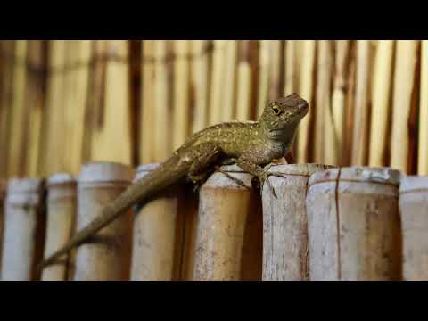 "Lounge Lizard" - Instrumental Inspiration [Official] feat Highland Pharaoh