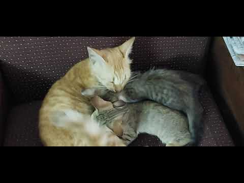 MOM CAT FEEDING HER KITTENS WITH HER CARE | KAMALIKA'S LIFESTYLE | TAMIL