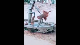 The planet animal always comes on top...