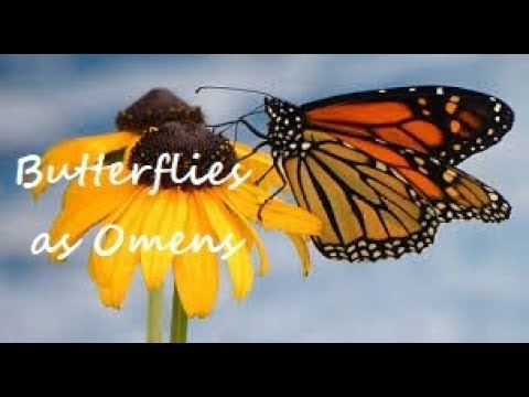 download lagu mp3 mp4 Butterfly Omen, download lagu Butterfly Omen gratis, unduh video klip Butterfly Omen