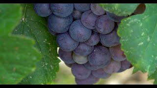 Vendanges précoces : Visite du Domaine de la Source et rencontre avec les vignerons de l’AOP Bellet