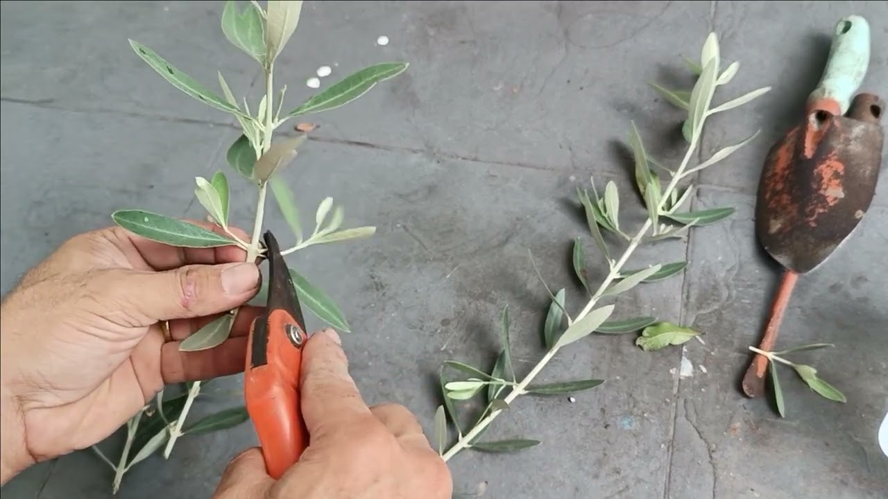 MULTIPLICAÇÃO DE OLIVEIRA ATRAVÉS DA ESTAQUIA - (ENRAIZAMENTO)