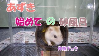 ジャンガリアンハムスターあずき(3F)始めての砂風呂