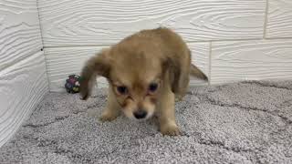 ハーフ犬の動画01