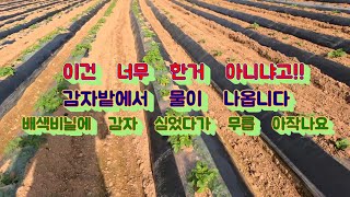 이런 일이...감자 밭에서 물이 나옵니다