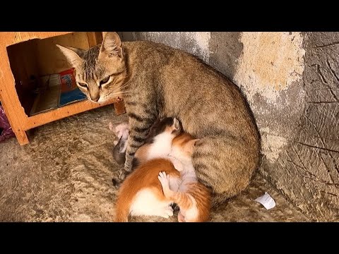 A Mother Cat Talks To Her Kittens And Her Adopted Cat To Suck Her Milk.