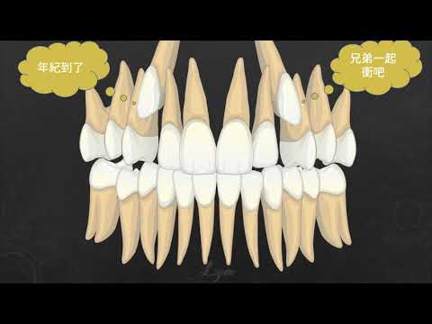 八重齒